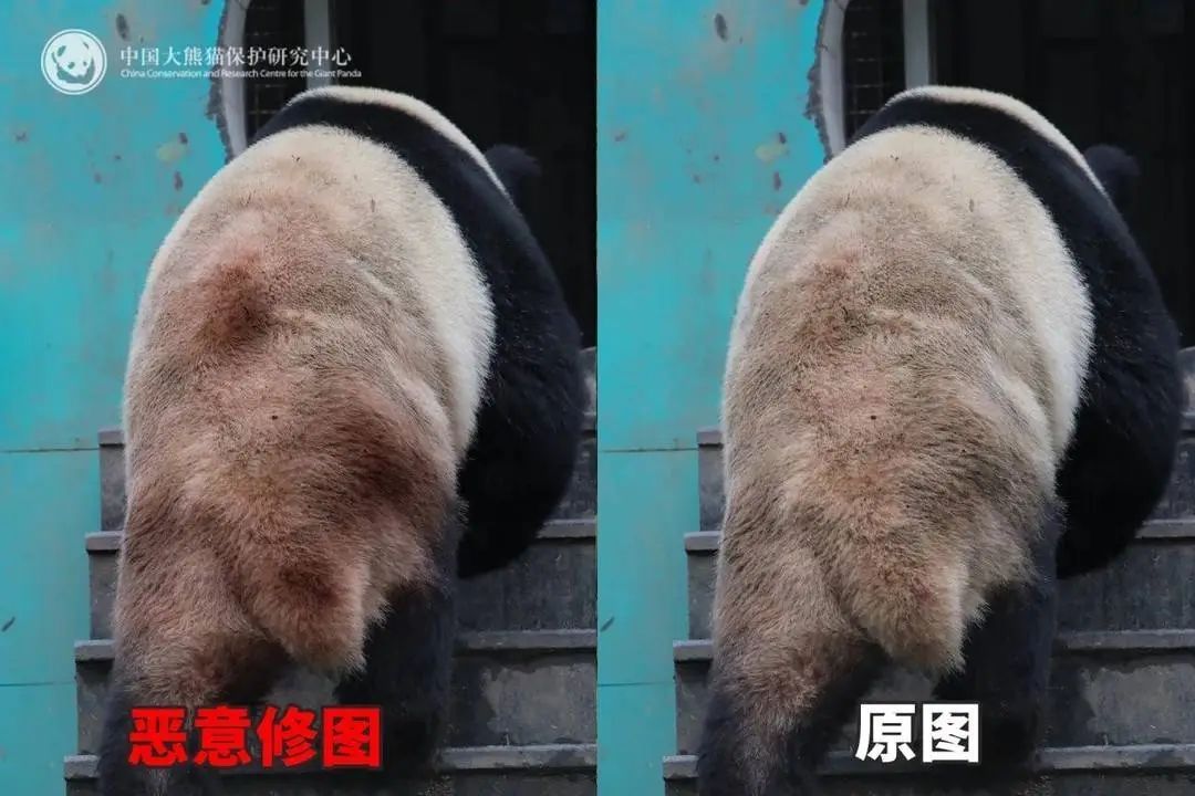 大熊猫背上有“血洞”？熊猫中心回应