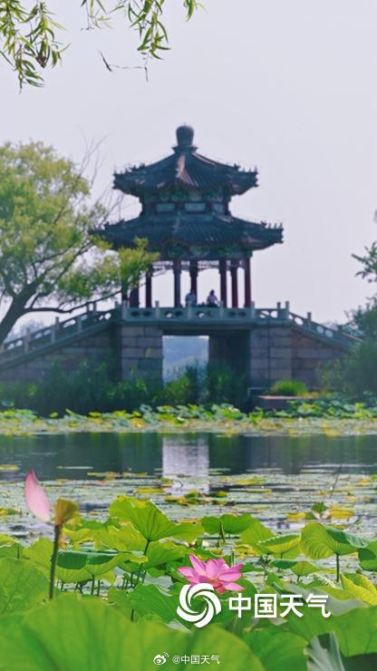 “荷”你相约 北京颐和园荷花图上新啦