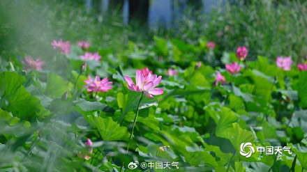 “荷”你相约 北京颐和园荷花图上新啦