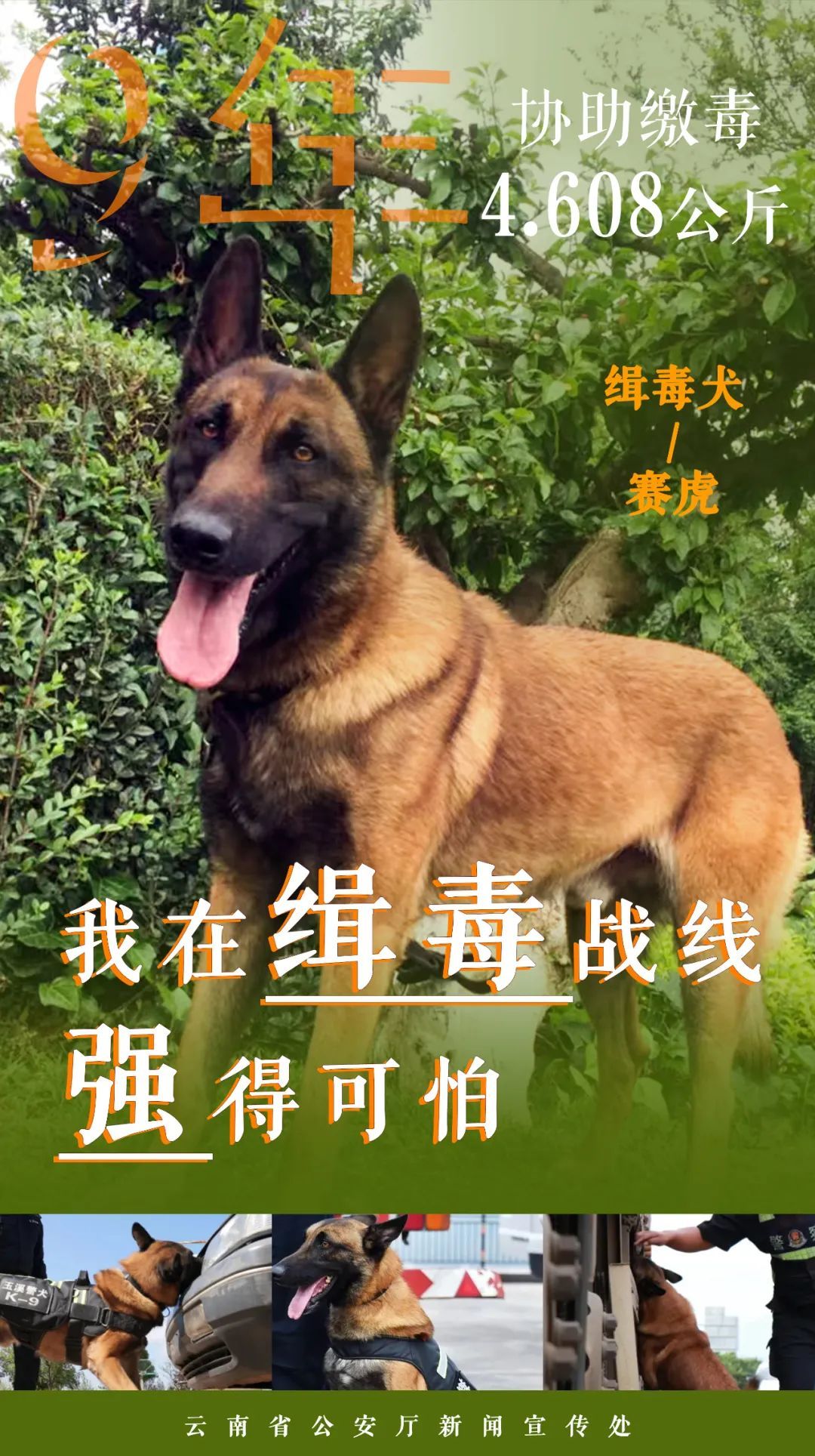 点赞无言战友!缉毒汪汪队成绩强得可怕 点赞无言战友!缉毒汪汪队成绩强得可怕