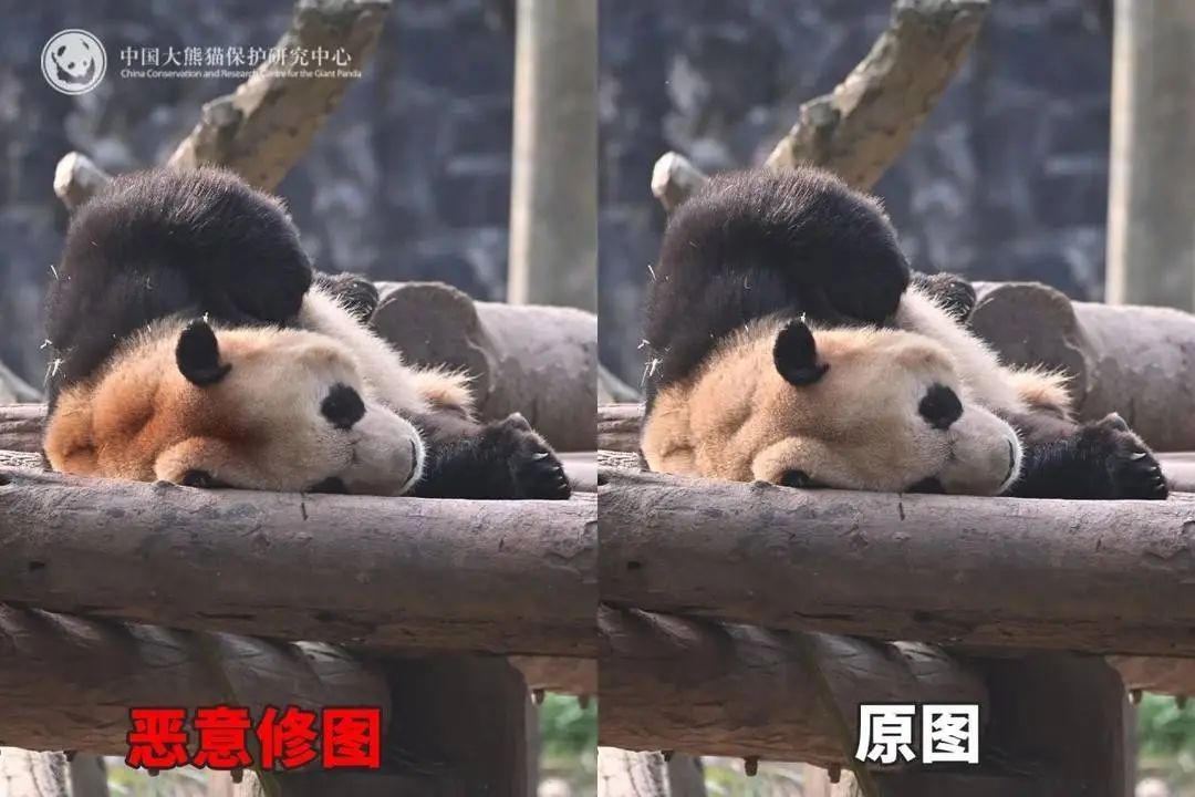 大熊猫背上有“血洞”？熊猫中心回应