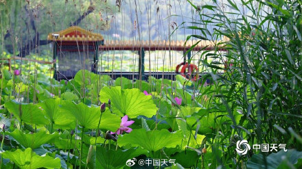 “荷”你相约 北京颐和园荷花图上新啦