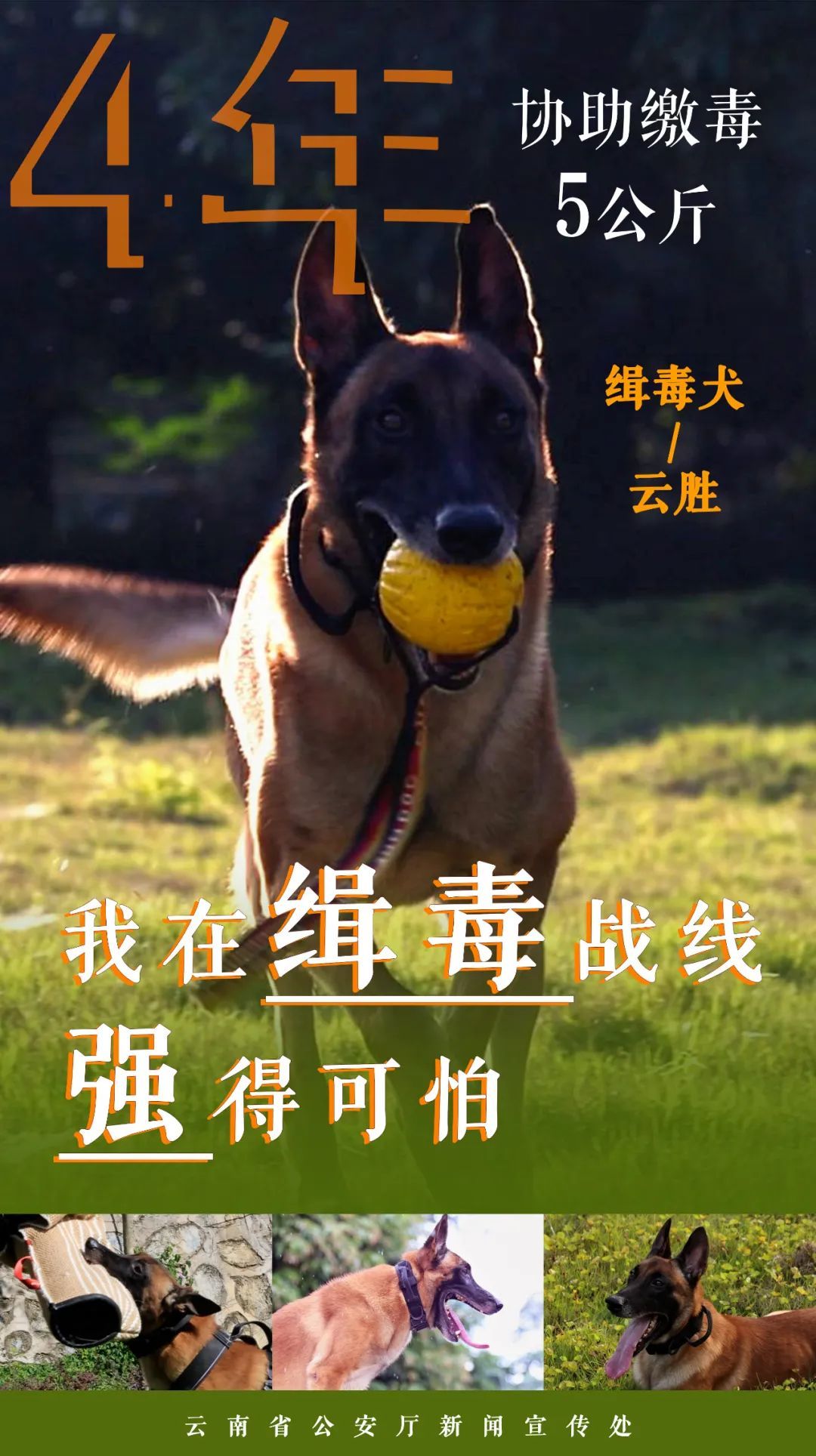 点赞无言战友!缉毒汪汪队成绩强得可怕 点赞无言战友!缉毒汪汪队成绩强得可怕