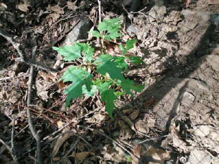 北京唯一国家一级重点保护野生植物,从2株扩繁至近500株 北京唯一国家一级重点保护野生植物,从2株扩繁至近500株