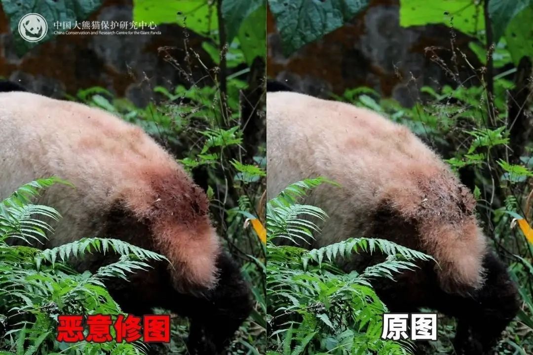 大熊猫背上有“血洞”？熊猫中心回应