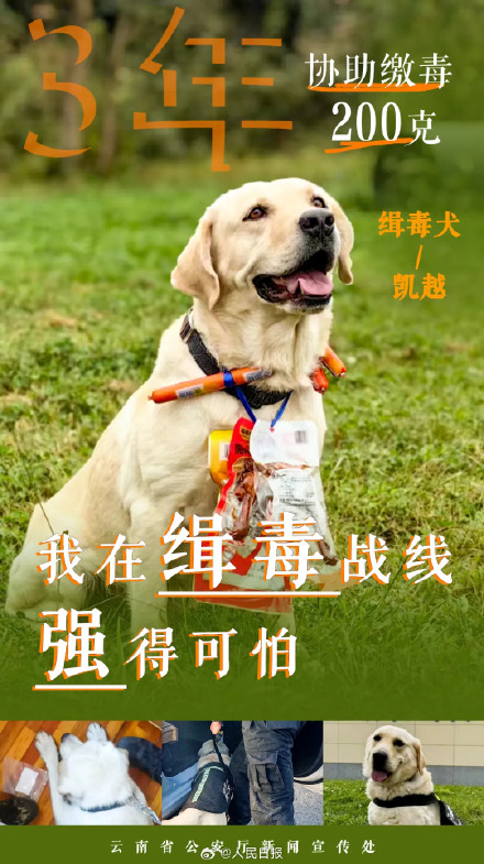 点赞无言的战友！缉毒汪汪队成绩单强得可怕