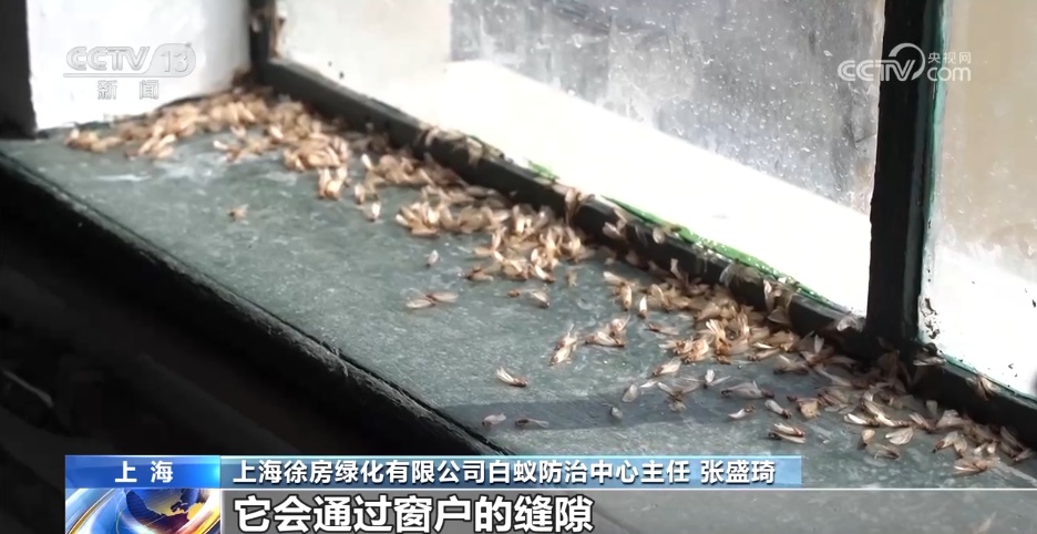 家白蚁进入繁殖活跃期 如何预防灭杀白蚁?这份建议请收好 家白蚁进入繁殖活跃期 如何预防灭杀白蚁?这份建议请收好