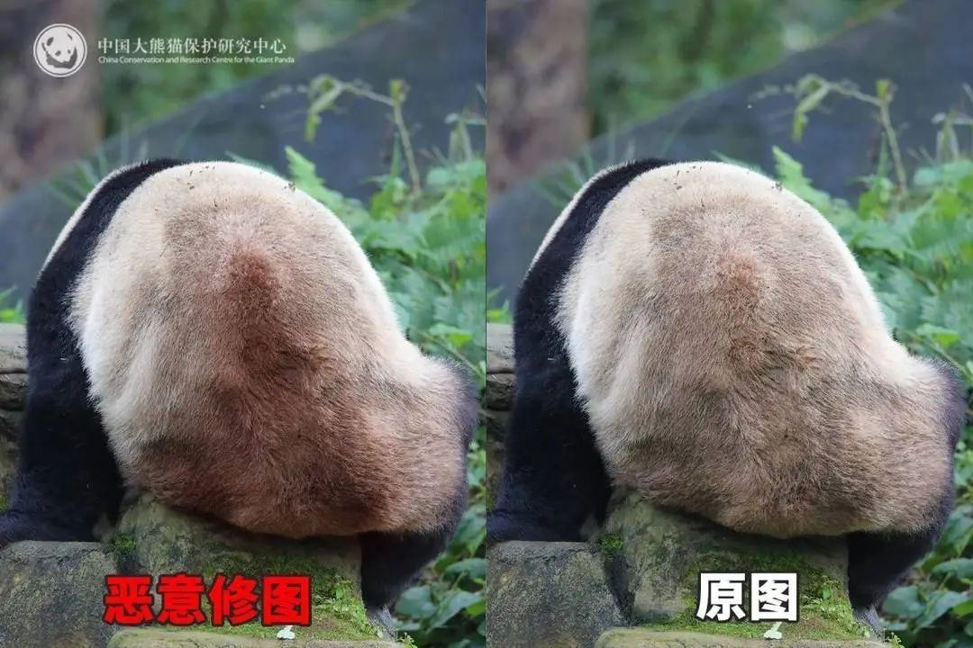 大熊猫背上有“血洞”？熊猫中心回应