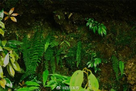 珍稀光叶蕨现身瓦屋山,刷新海拔最低纪录 珍稀光叶蕨现身瓦屋山,刷新海拔最低纪录