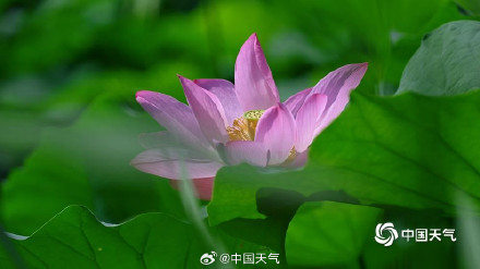 “荷”你相约 北京颐和园荷花图上新啦