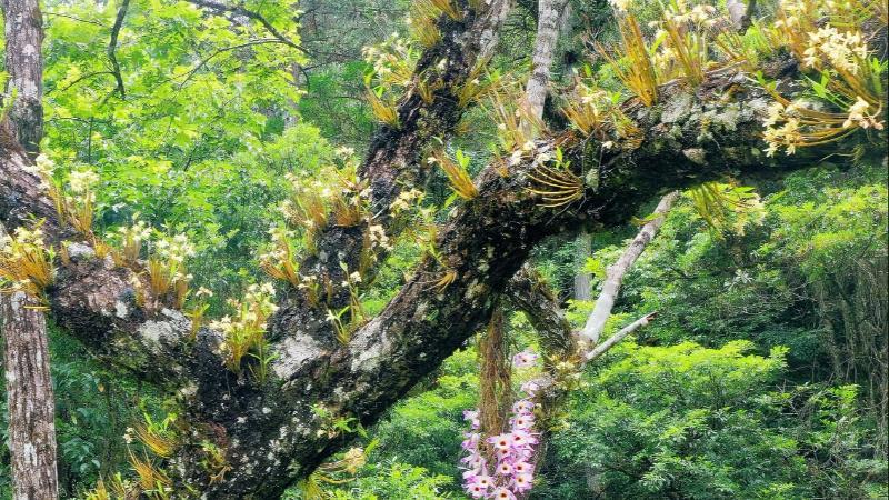 江西：井冈山惊现“双生神草”奇观 两种珍稀石斛同树共舞