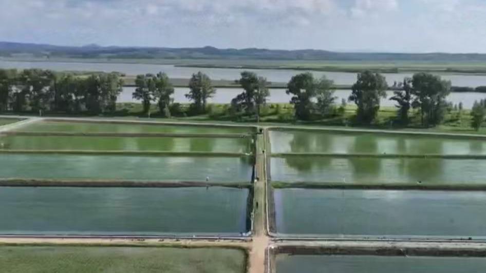 黑龙江木兰:稻虾蟹共生绘就增收新图景 黑龙江木兰:稻虾蟹共生绘就增收新图景