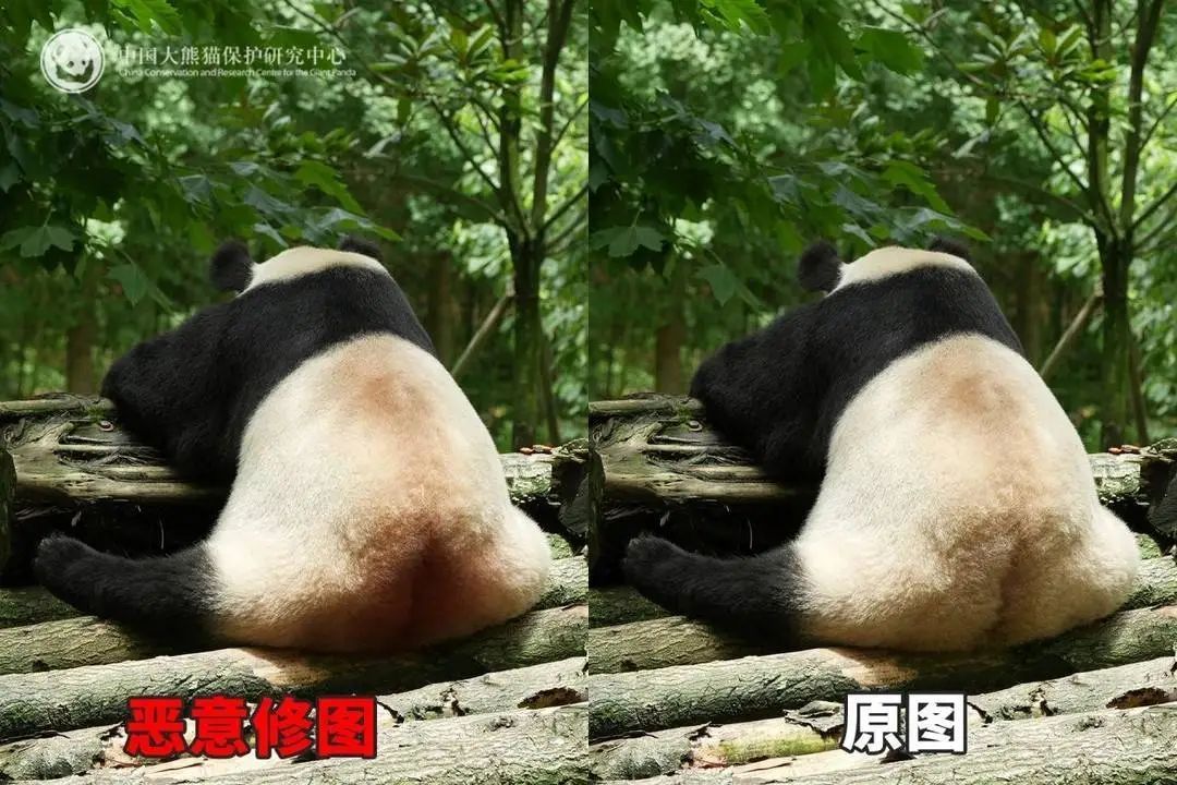 大熊猫背上有“血洞”？熊猫中心回应