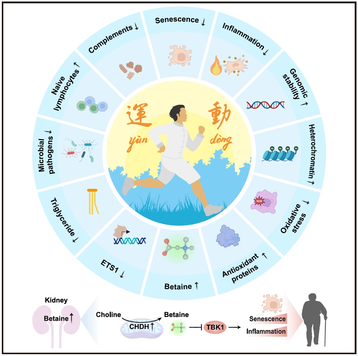长期规律运动可延缓衰老!我国科学家揭示其中的分子机制 长期规律运动可延缓衰老!我国科学家揭示其中的分子机制