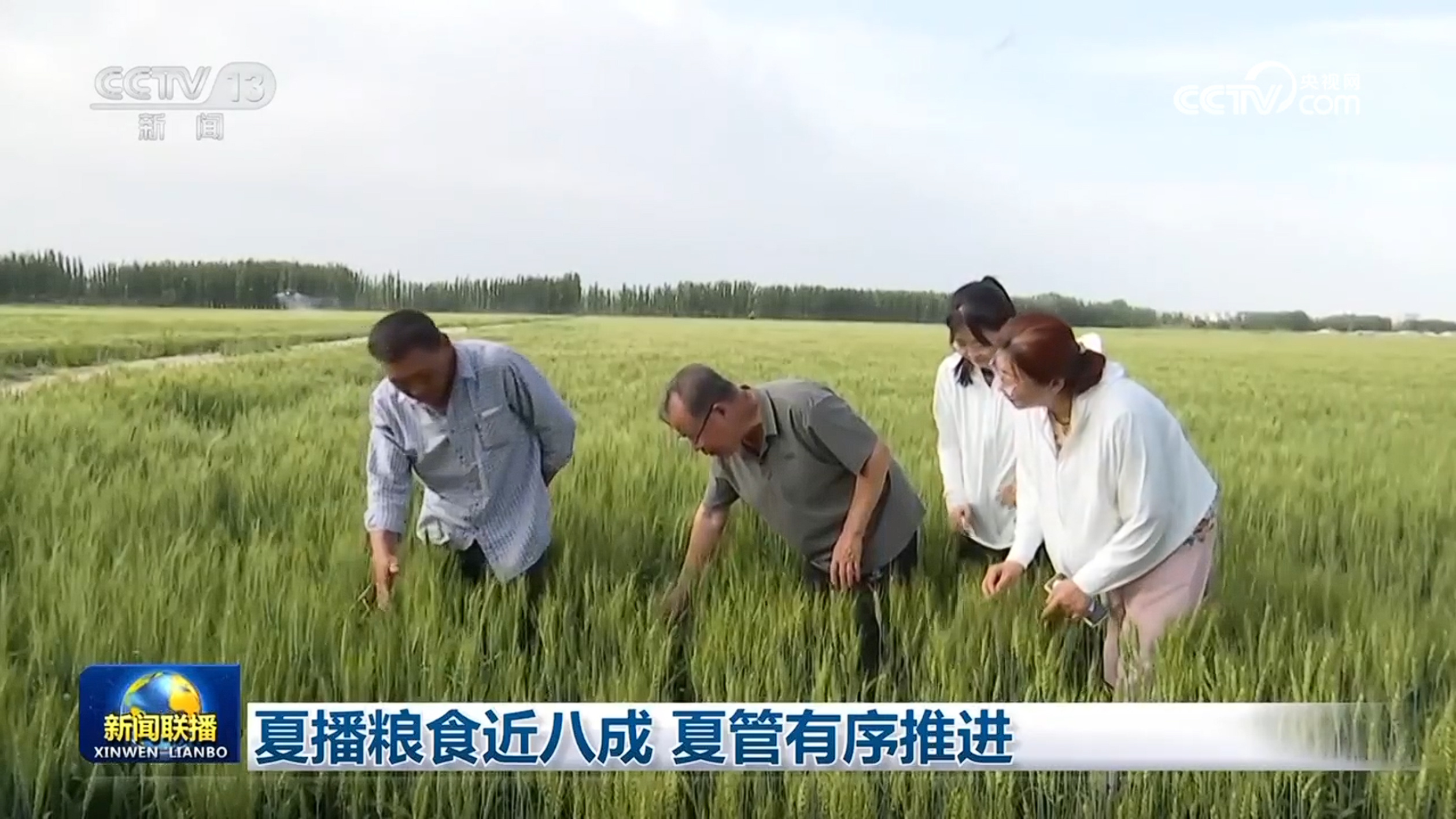 夏播粮食近八成 夏管有序推进
