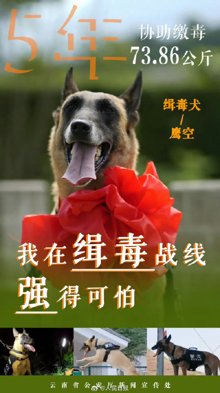 云南警方公布10只缉毒犬成绩单赞！