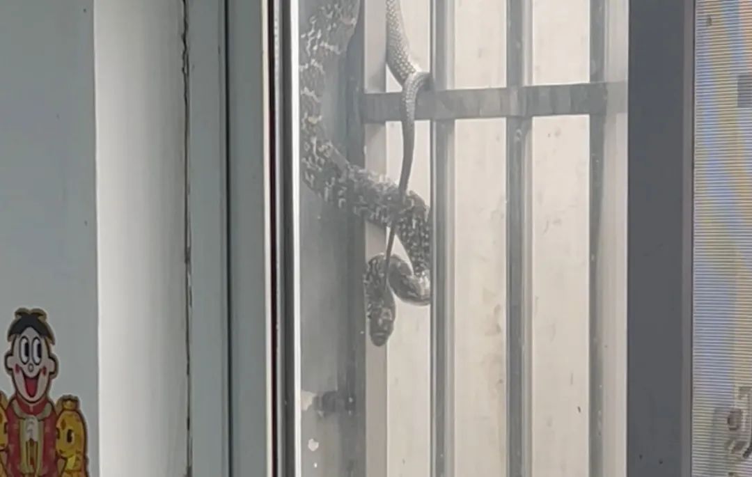 天太热大蛇来“敲窗蹭空调”？吓麻了！