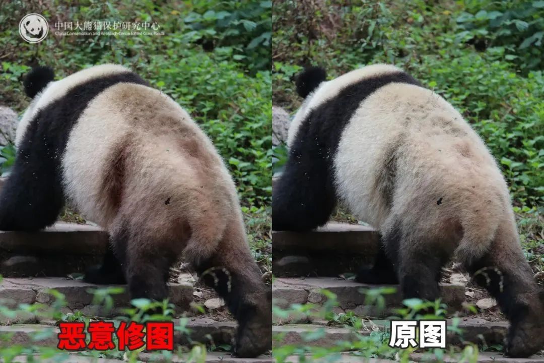 被虐待?"顶流大明星"身上出现"血洞"?紧急回应 被虐待?"顶流大明星"身上出现"血洞"?紧急回应