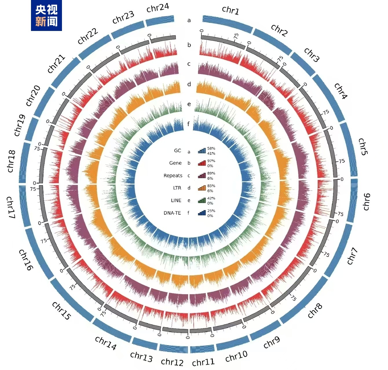 我国首次破译雷竹染色体级别高质量基因组 我国首次破译雷竹染色体级别高质量基因组