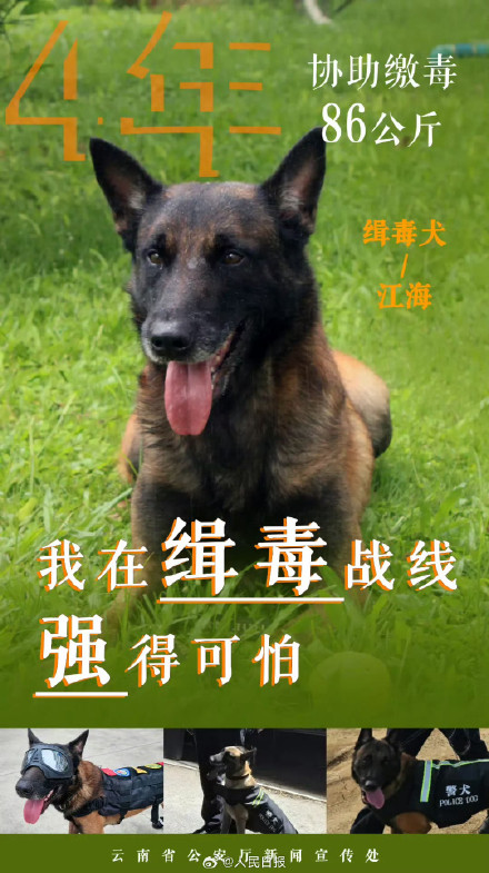 云南警方公布10只缉毒犬成绩单赞！