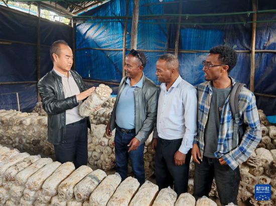 授人以“菇”——中国食用菌技术让埃塞人的餐盘更丰富 授人以“菇”——中国食用菌技术让埃塞人的餐盘更丰富