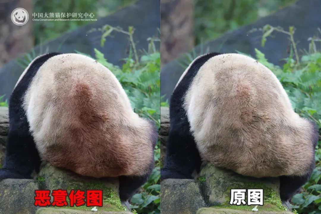 被虐待?"顶流大明星"身上出现"血洞"?紧急回应 被虐待?"顶流大明星"身上出现"血洞"?紧急回应