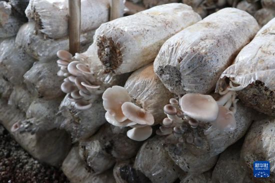 授人以“菇”——中国食用菌技术让埃塞人的餐盘更丰富 授人以“菇”——中国食用菌技术让埃塞人的餐盘更丰富