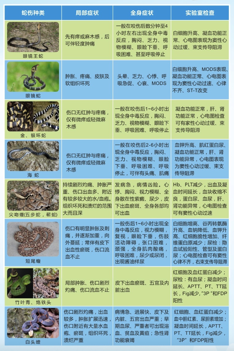 男子遭五步蛇咬伤进ICU！这些“神操作”救了命