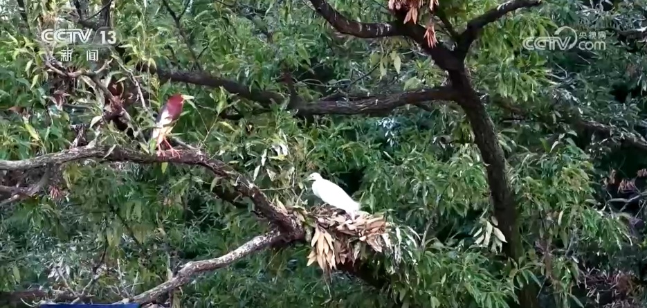 仲夏时节万物繁盛 透过镜头领略万千气象的大美中国 仲夏时节万物繁盛 透过镜头领略万千气象的大美中国
