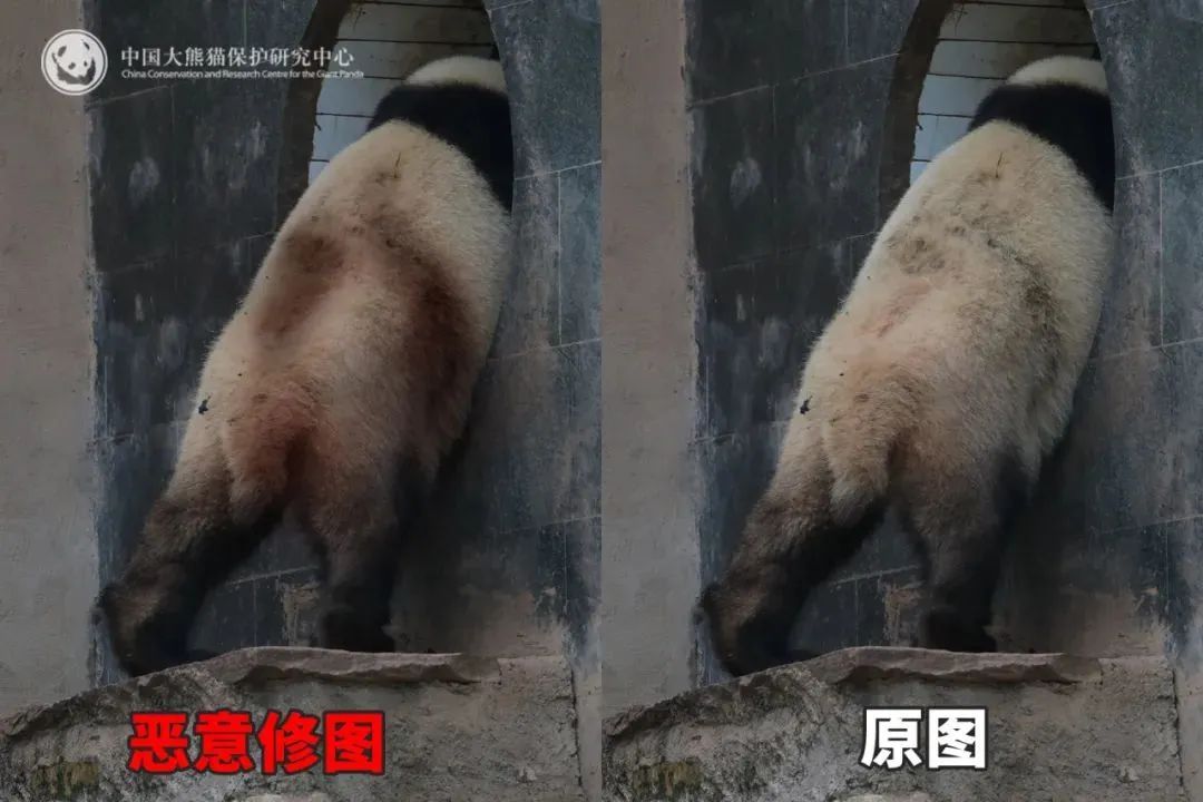 被虐待?"顶流大明星"身上出现"血洞"?紧急回应 被虐待?"顶流大明星"身上出现"血洞"?紧急回应