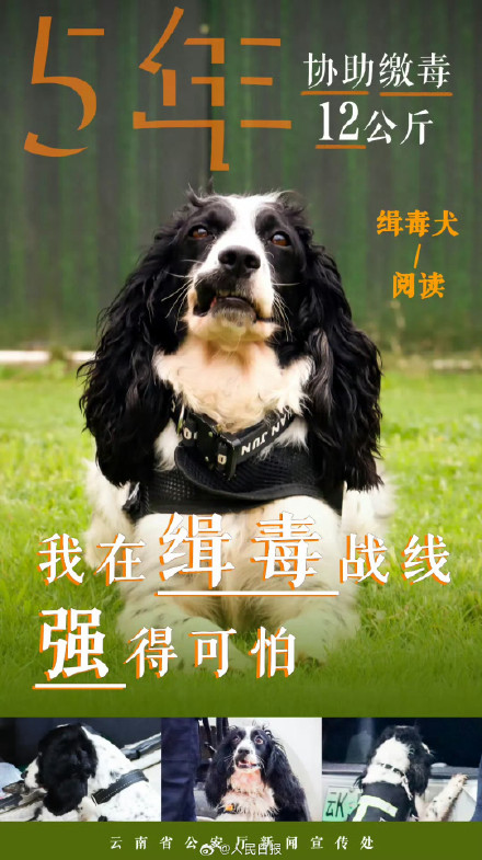 云南警方公布10只缉毒犬成绩单赞！
