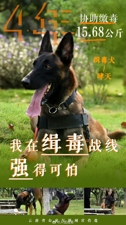 云南警方公布10只缉毒犬成绩单赞！