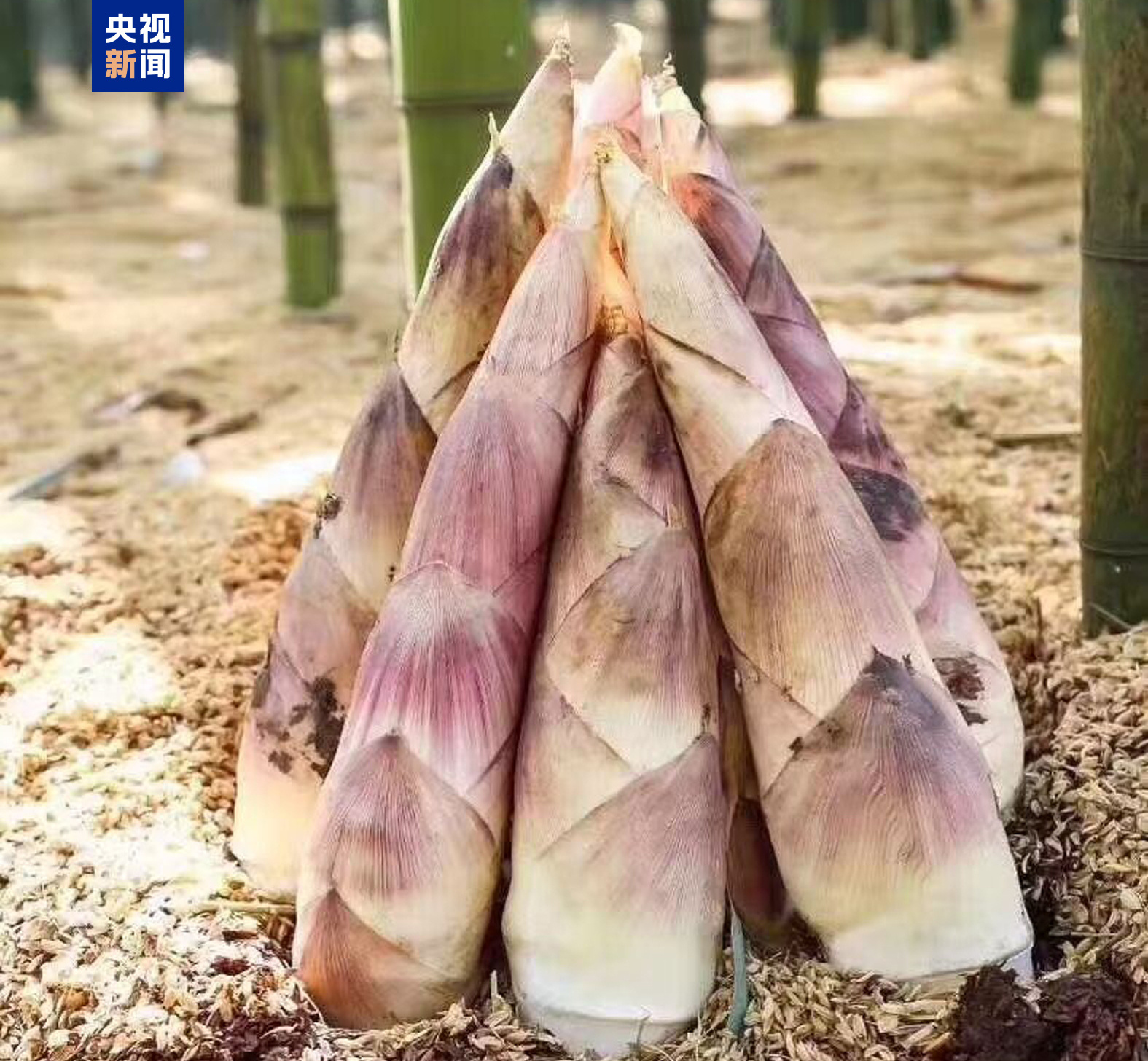 我国首次破译雷竹染色体级别高质量基因组 我国首次破译雷竹染色体级别高质量基因组