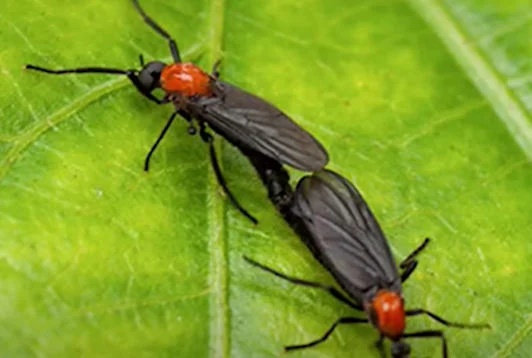 韩国首尔及首都圈“爱情虫”爆发,游客居民感到不适 韩国首尔及首都圈“爱情虫”爆发,游客居民感到不适