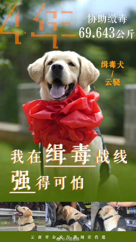 云南警方公布10只缉毒犬成绩单赞！