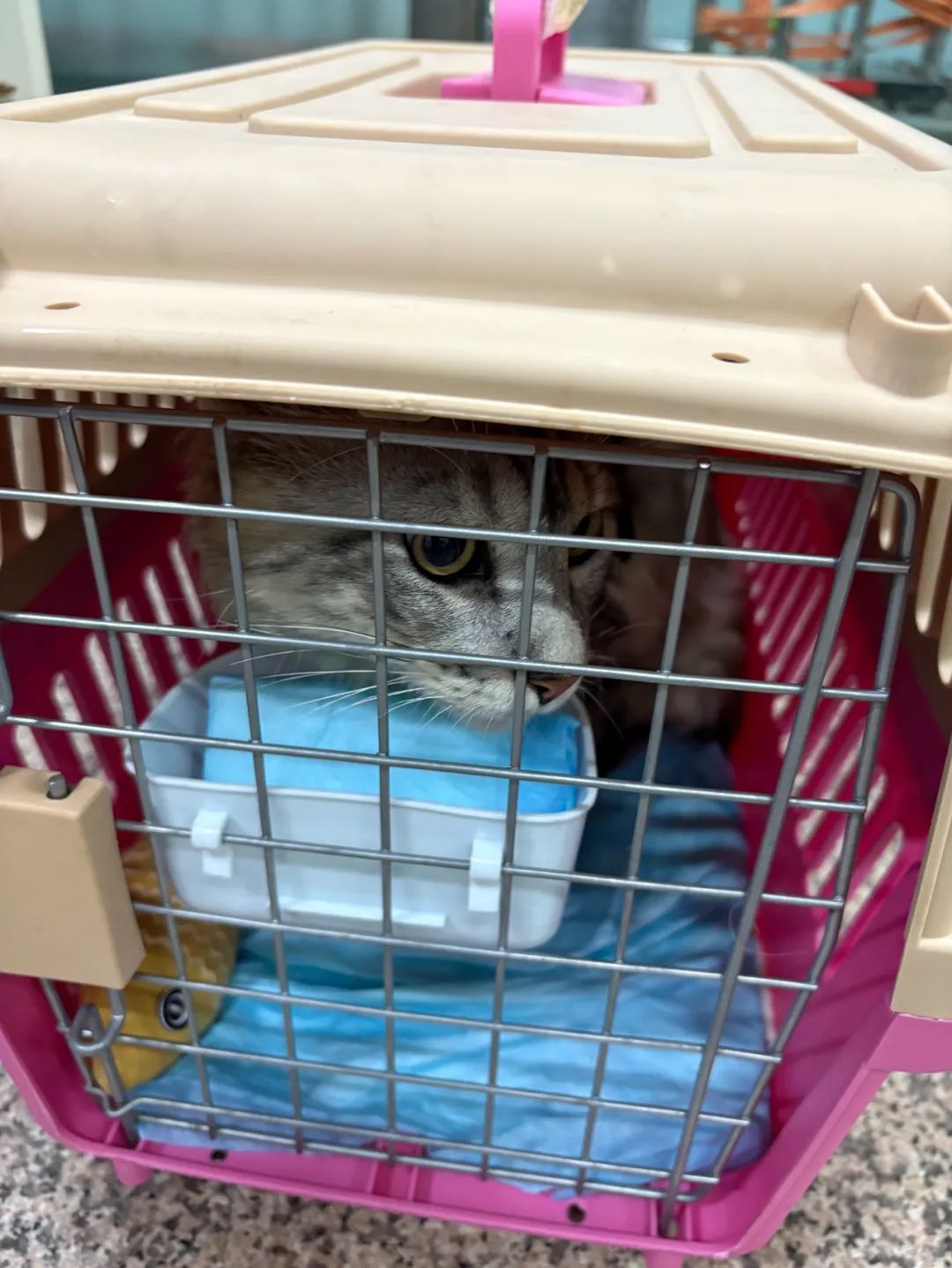 广州南站迎来首批毛孩子旅客！票价是......