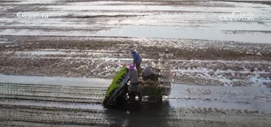 全国夏粮收获过九成 手机操作、线上预约成为今年农民卖粮新方式