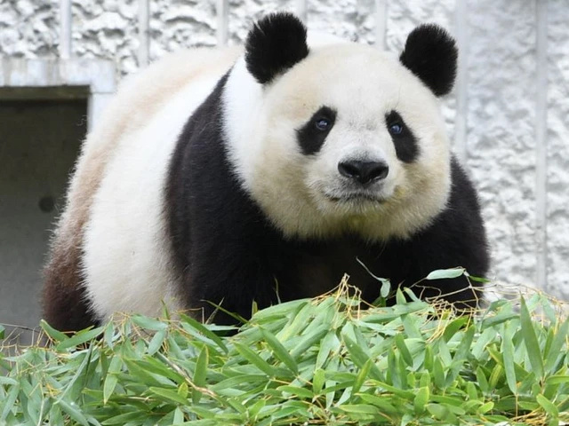 日媒:日方已将离世的旅日大熊猫“旦旦”骨架遗骸归还给中国 日媒:日方已将离世的旅日大熊猫“旦旦”骨架遗骸归还给中国
