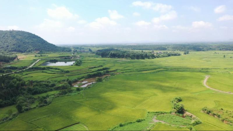 江西金溪:无人机“飞防”破丘陵植保难题 守护万亩早稻丰收 江西金溪:无人机“飞防”破丘陵植保难题 守护万亩早稻丰收