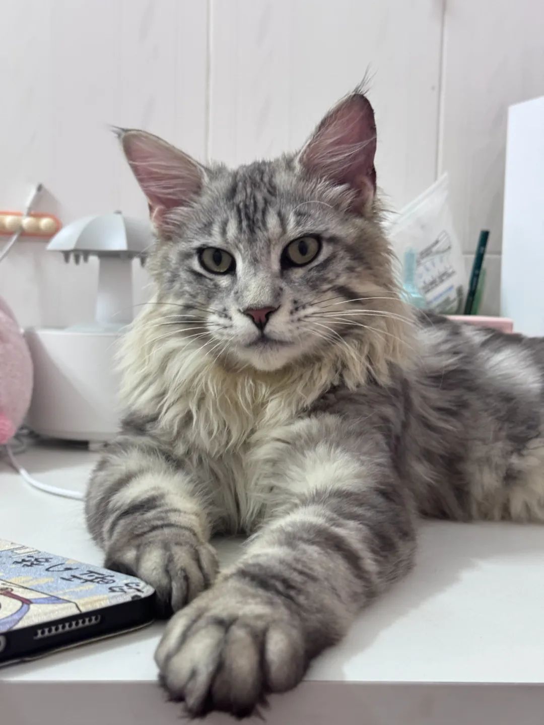 广州南站迎来首批毛孩子旅客！票价是......