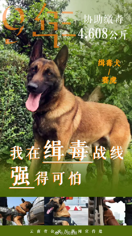 云南警方公布10只缉毒犬成绩单赞！