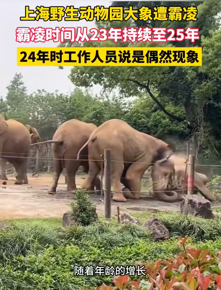 大象遭霸凌,上海野生动物园发通告 大象遭霸凌,上海野生动物园发通告