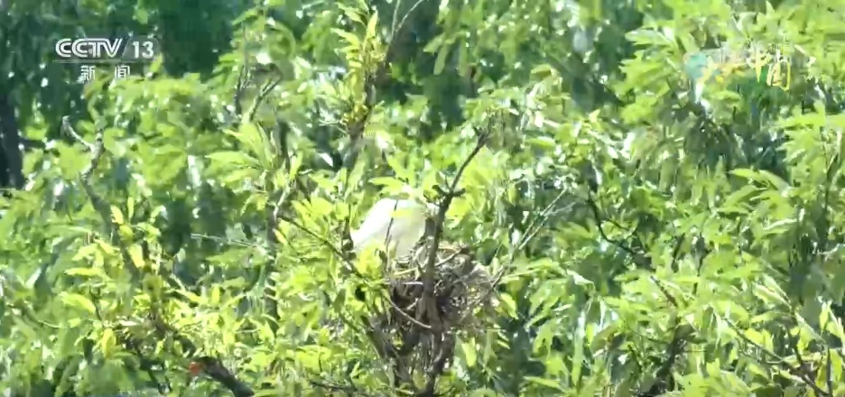 仲夏时节万物繁盛 透过镜头领略万千气象的大美中国 仲夏时节万物繁盛 透过镜头领略万千气象的大美中国