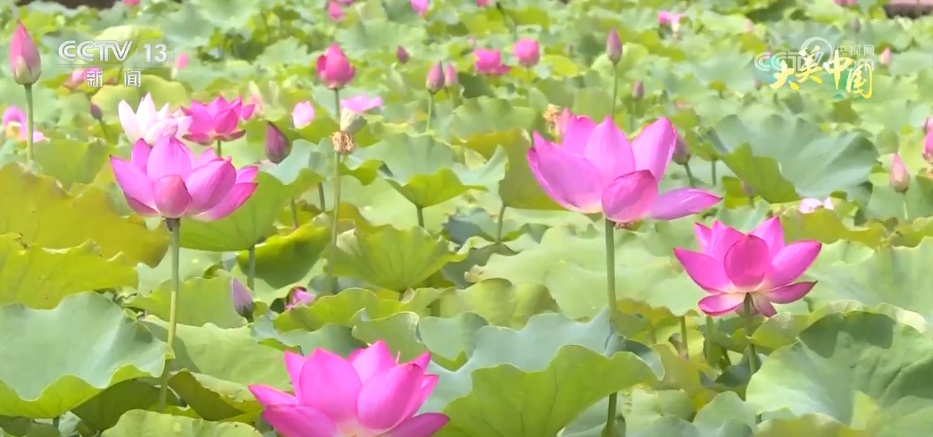仲夏时节万物繁盛 透过镜头领略万千气象的大美中国 仲夏时节万物繁盛 透过镜头领略万千气象的大美中国