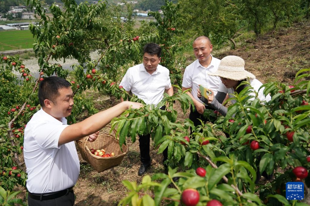 陕西安康：第一书记聚合力促振兴