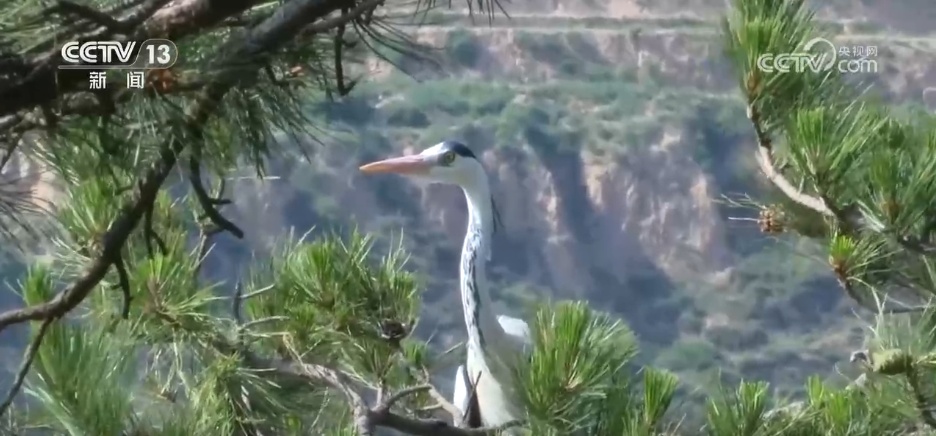仲夏时节万物繁盛 透过镜头领略万千气象的大美中国 仲夏时节万物繁盛 透过镜头领略万千气象的大美中国