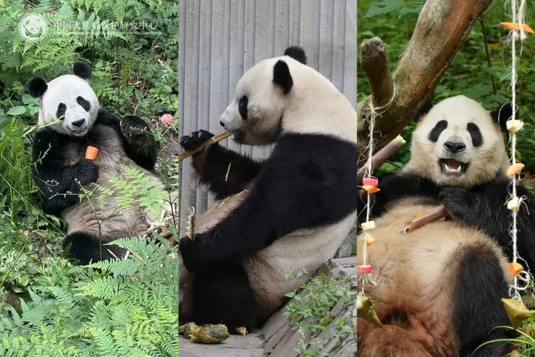 被虐待?"顶流大明星"身上出现"血洞"?紧急回应 被虐待?"顶流大明星"身上出现"血洞"?紧急回应