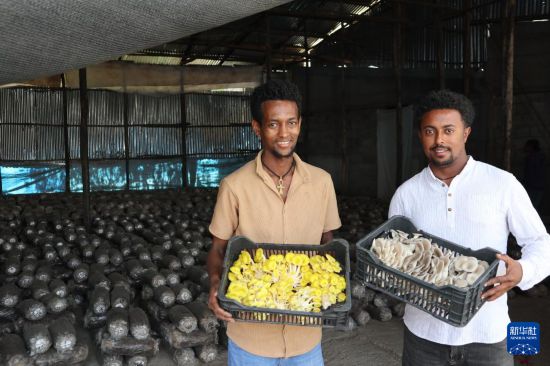 授人以“菇”——中国食用菌技术让埃塞人的餐盘更丰富 授人以“菇”——中国食用菌技术让埃塞人的餐盘更丰富