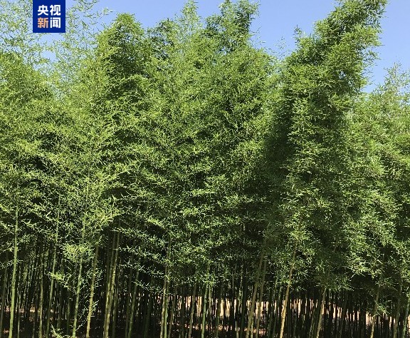 我国首次破译雷竹染色体级别高质量基因组 我国首次破译雷竹染色体级别高质量基因组