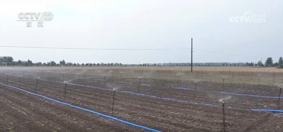 全国夏粮收获过九成 手机操作、线上预约成为今年农民卖粮新方式